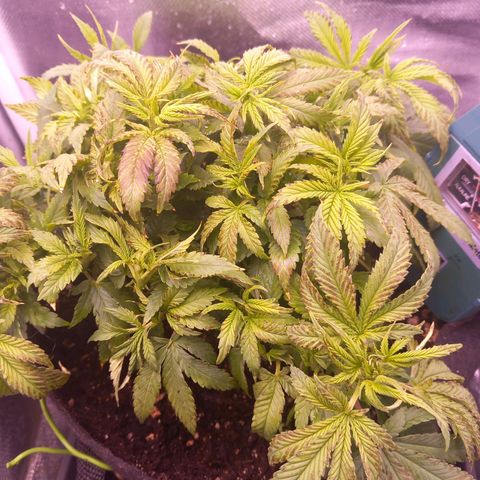 Mary/ erster Grow growlog timeline photo
