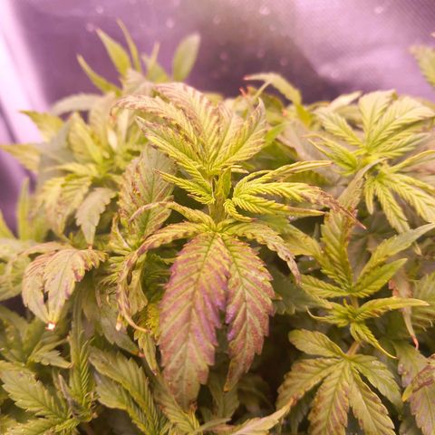 Mary/ erster Grow growlog timeline photo
