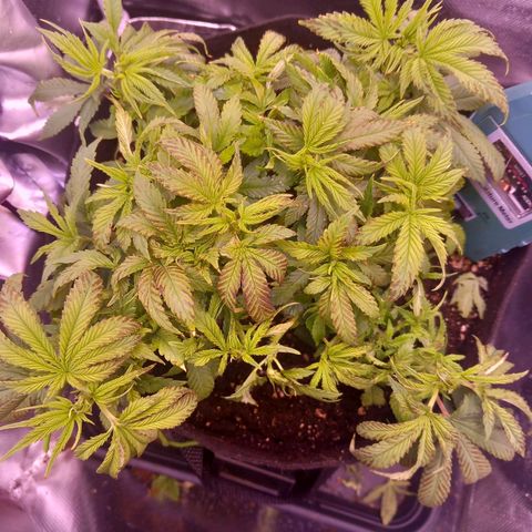 Mary/ erster Grow growlog photo: Endlaubt