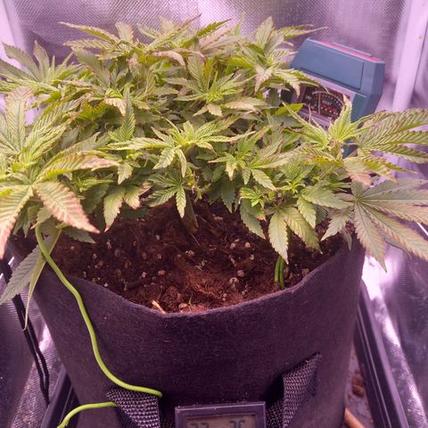 Mary/ erster Grow growlog photo: Ph wert ist jetzt bei 6,6
Jetzt muss sich zeigen ob die jungen Triebe,  den Stress überstehen.