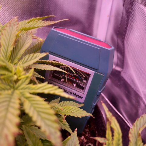 Mary/ erster Grow growlog photo: Ph wert ist jetzt bei 6,6
Jetzt muss sich zeigen ob die jungen Triebe,  den Stress überstehen.