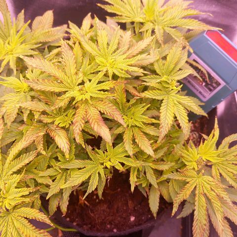 Mary/ erster Grow growlog photo: Ph wert ist jetzt bei 6,6
Jetzt muss sich zeigen ob die jungen Triebe,  den Stress überstehen.