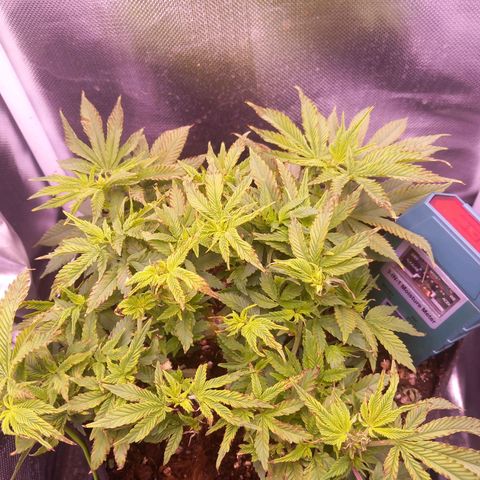 Mary/ erster Grow growlog timeline photo
