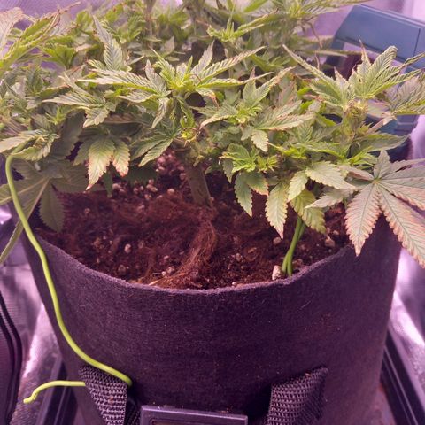 Mary/ erster Grow growlog timeline photo