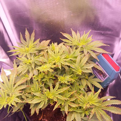 Mary/ erster Grow growlog timeline photo