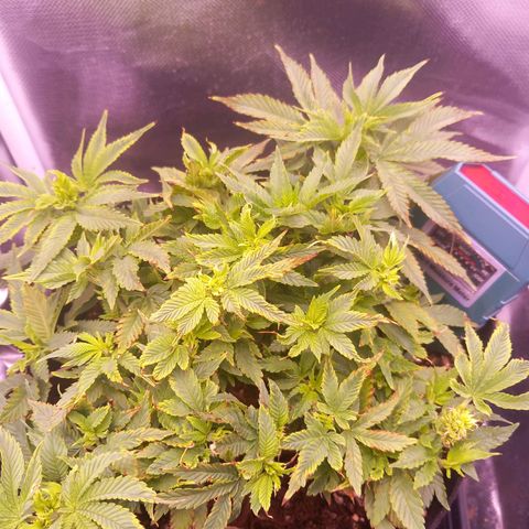 Mary/ erster Grow growlog timeline photo