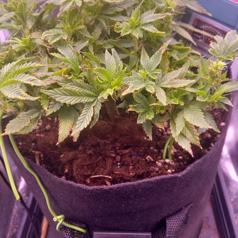 Mary/ erster Grow growlog timeline photo