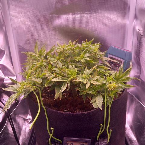 Mary/ erster Grow growlog timeline photo
