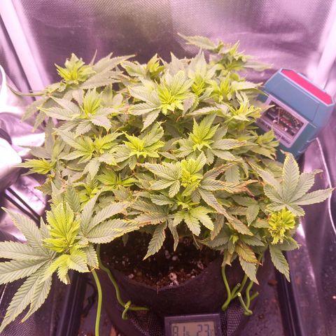 Mary/ erster Grow growlog timeline photo
