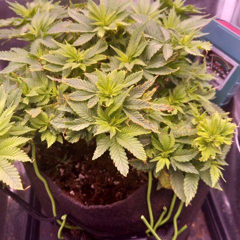 Mary/ erster Grow growlog timeline photo