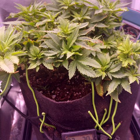 Mary/ erster Grow growlog photo: Licht ist gerade an gegangen 