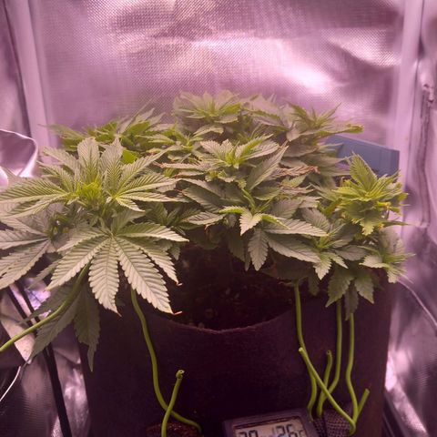 Mary/ erster Grow growlog timeline photo