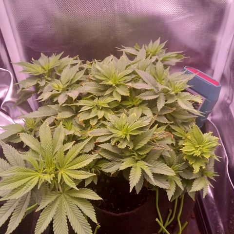 Mary/ erster Grow growlog timeline photo
