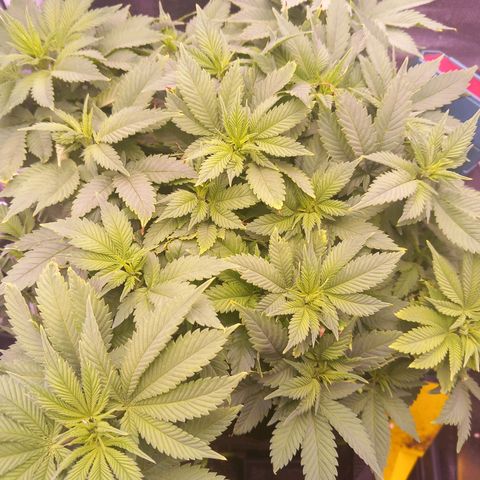 Mary/ erster Grow growlog timeline photo