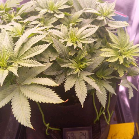 Mary/ erster Grow growlog timeline photo
