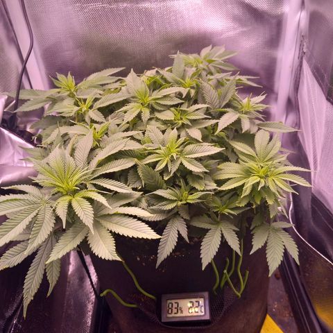 Mary/ erster Grow growlog timeline photo