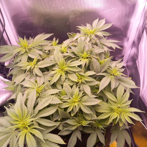 Mary/ erster Grow growlog timeline photo