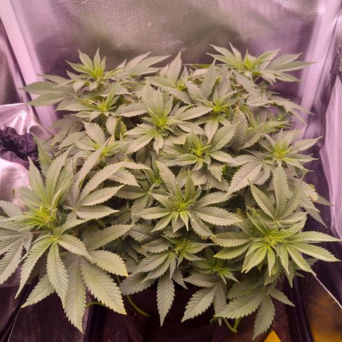 Mary/ erster Grow growlog timeline photo