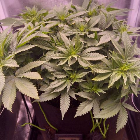 Mary/ erster Grow growlog timeline photo