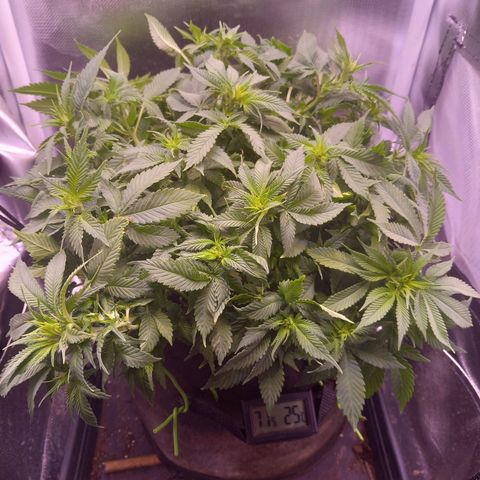 Mary/ erster Grow growlog timeline photo