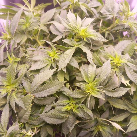 Mary/ erster Grow growlog timeline photo