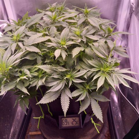 Mary/ erster Grow growlog timeline photo