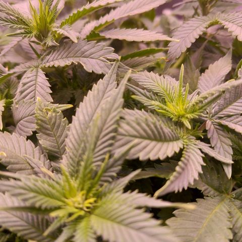 Mary/ erster Grow growlog timeline photo