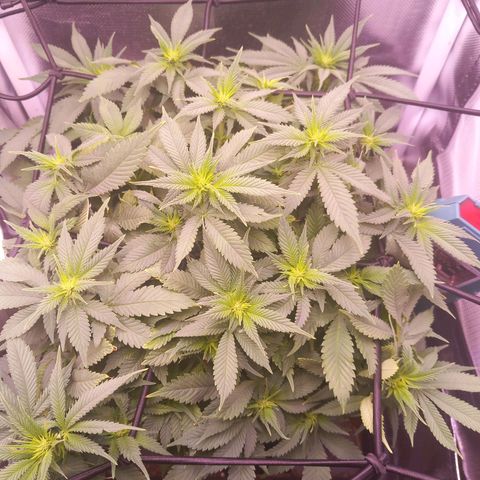 Mary/ erster Grow growlog timeline photo