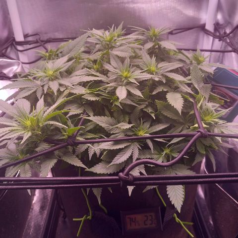 Mary/ erster Grow growlog timeline photo