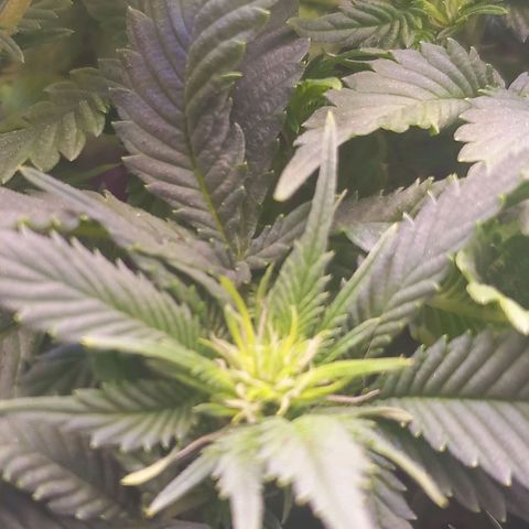 Mary/ erster Grow growlog timeline photo