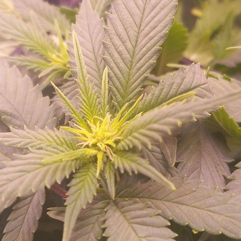 Mary/ erster Grow growlog timeline photo