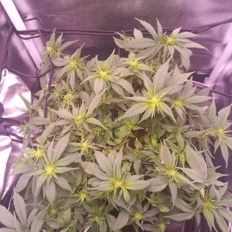 Mary/ erster Grow growlog timeline photo