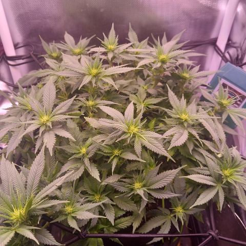 Mary/ erster Grow growlog timeline photo