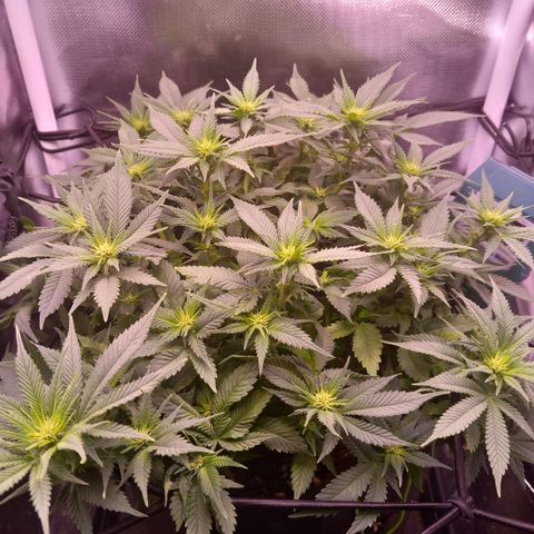 Mary/ erster Grow growlog timeline photo