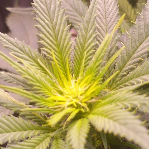 Mary/ erster Grow growlog timeline photo