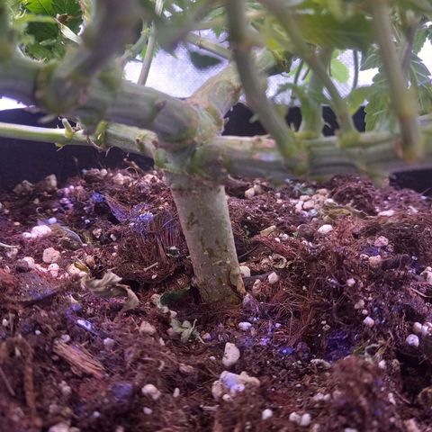 Mary/ erster Grow growlog timeline photo