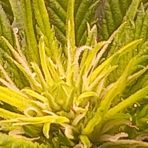 Mary/ erster Grow growlog timeline photo