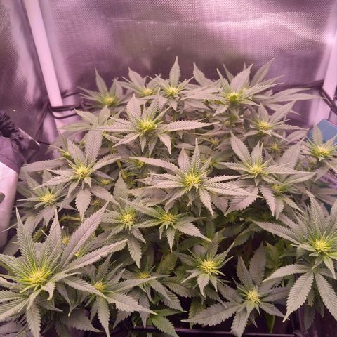 Mary/ erster Grow growlog timeline photo
