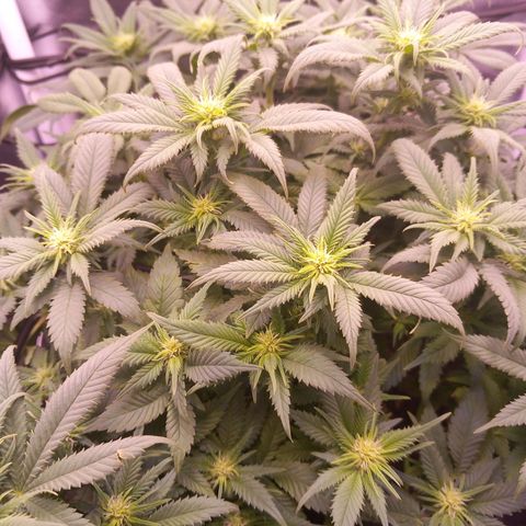 Mary/ erster Grow growlog timeline photo