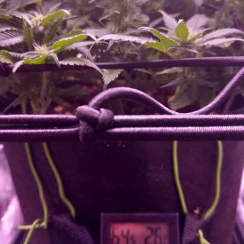 Mary/ erster Grow growlog timeline photo