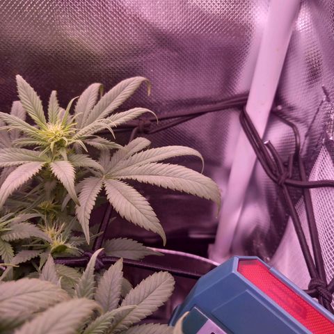Mary/ erster Grow growlog photo: ????