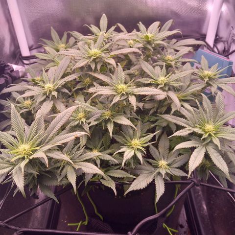 Mary/ erster Grow growlog timeline photo