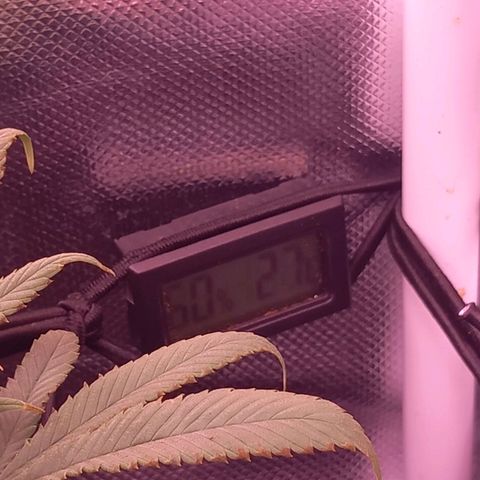 Mary/ erster Grow growlog timeline photo
