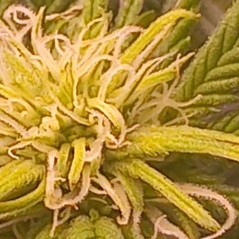 Mary/ erster Grow growlog timeline photo