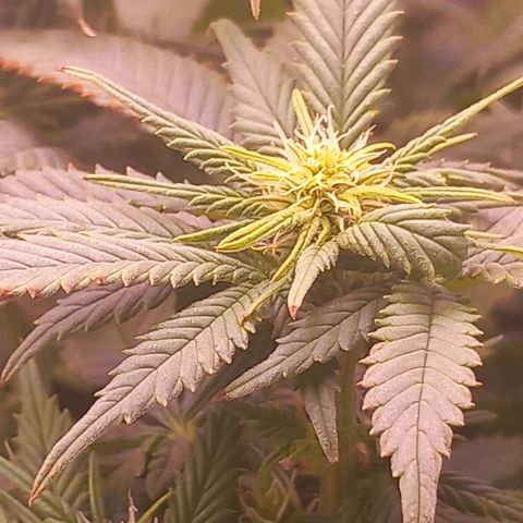 Mary/ erster Grow growlog timeline photo