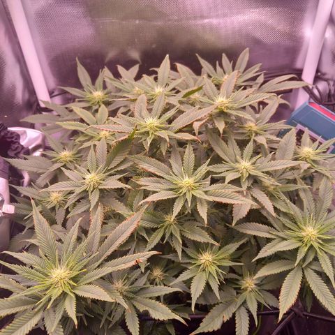 Mary/ erster Grow growlog timeline photo
