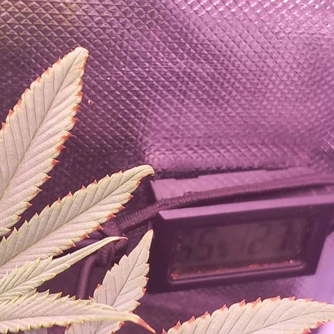 Mary/ erster Grow growlog timeline photo
