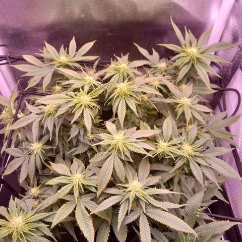 Mary/ erster Grow growlog photo: Lollipoping 