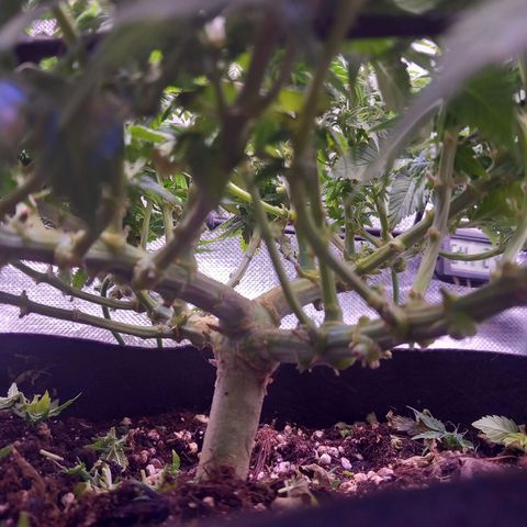 Mary/ erster Grow growlog photo: Lollipoping 