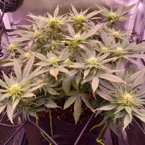 Mary/ erster Grow growlog timeline photo